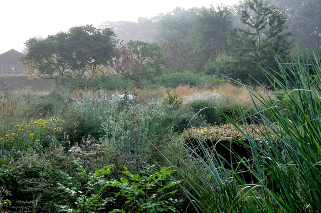 Siergrassen en vaste planten in een zomerborder