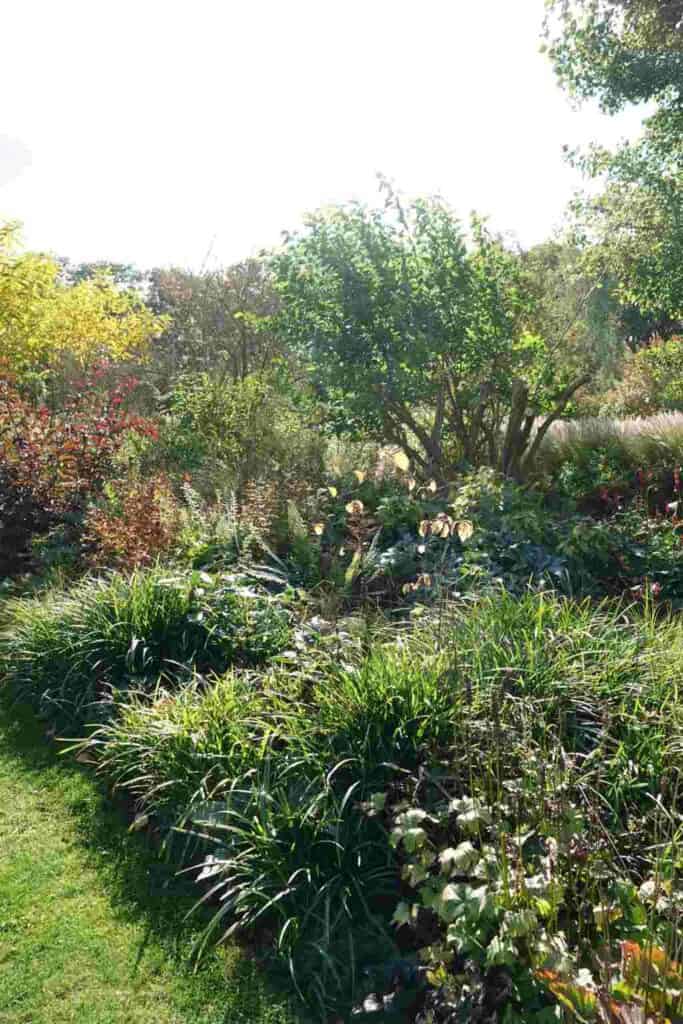 Schaduwborder met vaste planten en varens