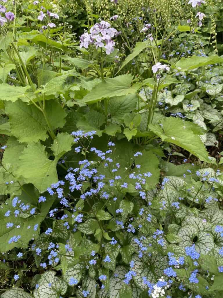 Bladstructuren in een schaduwborder met Brunnera, varen en