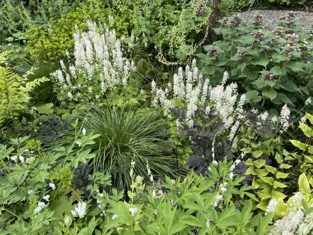 Rijke schaduwborder met diverse vaste planten en varens