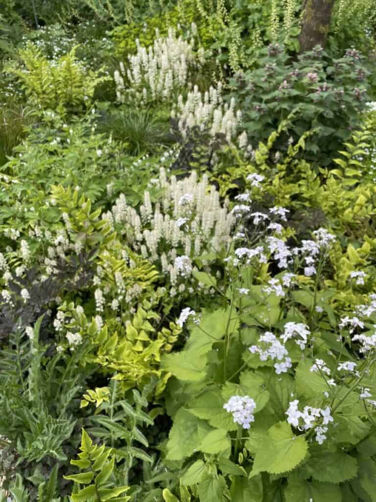 Schaduwborder in voorjaarsbloei met Dicentra en groene bladstructuur