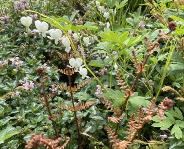 Schaduwborder in voorjaarsbloei met Dicentra en groene bladstructuur