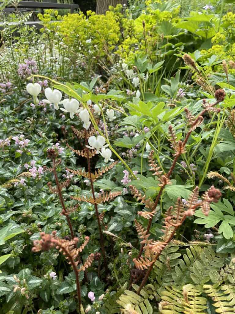 Schaduwborder in voorjaarsbloei met Dicentra en groene bladstructuur