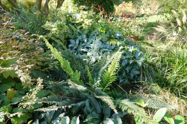 schaduwplanten in de kwekerij van Plantwerk