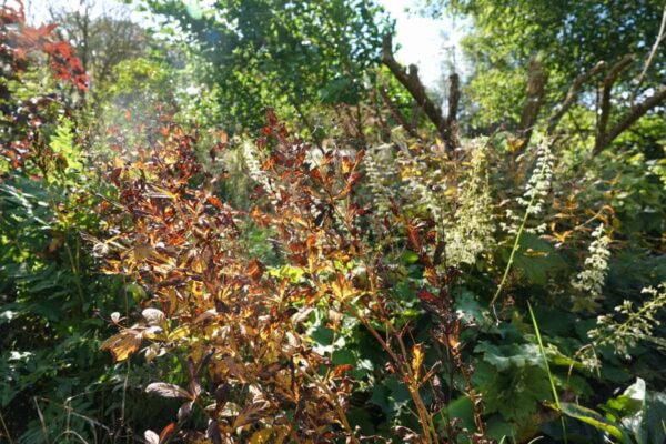 natuurlijke border met schaduwplanten