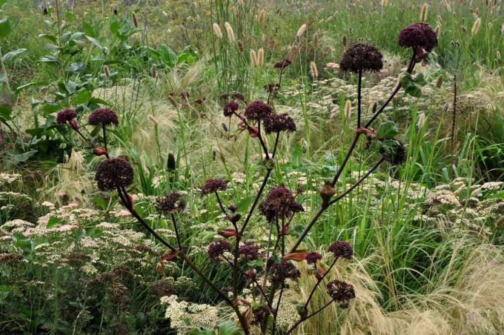 schermbloemen gecombineerd met vaste planten