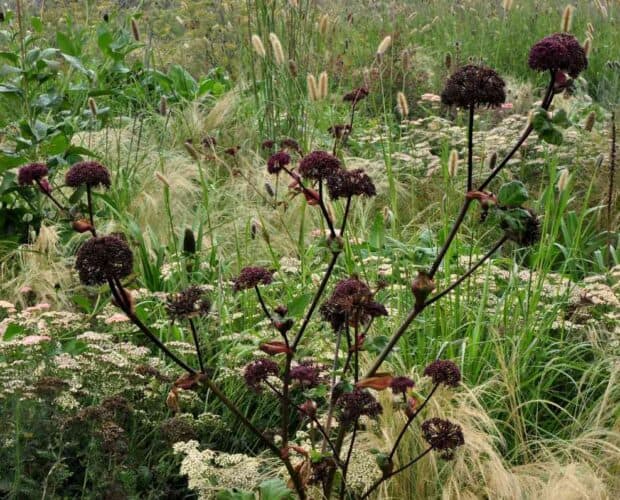 schermbloemen gecombineerd met vaste planten
