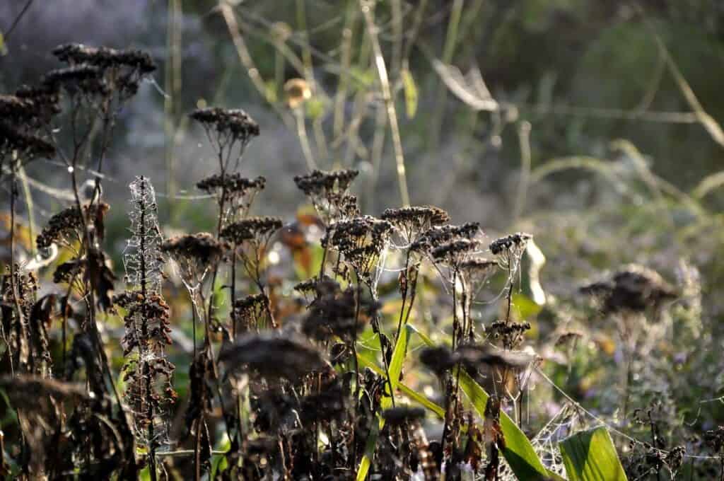 uitgebloeide schermbloemen in de herfst