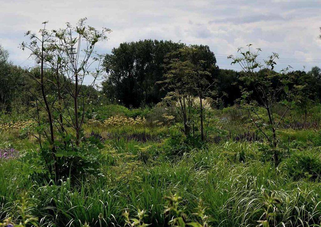 schermbloemen in een natuurlijke border