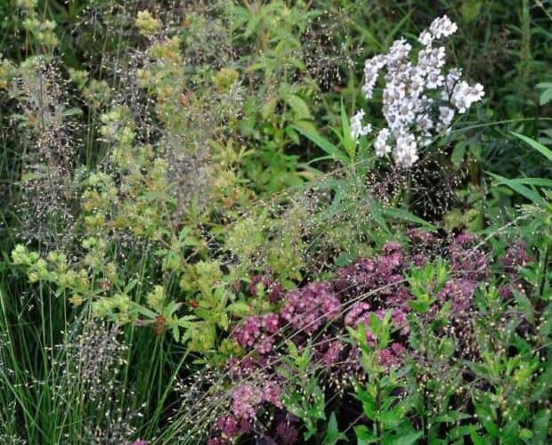 een combinatie van vaste planten in de zomerborder