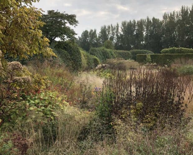 Siergrassen in laagstaand herfstlicht in een natuurlijke border