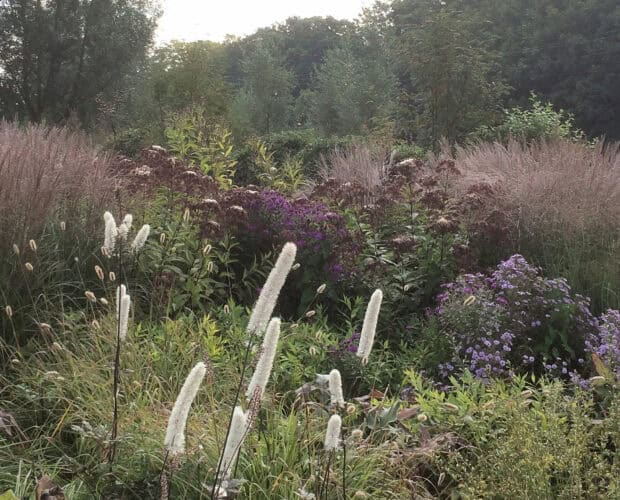 Siergrassen als verbindend element in een border
