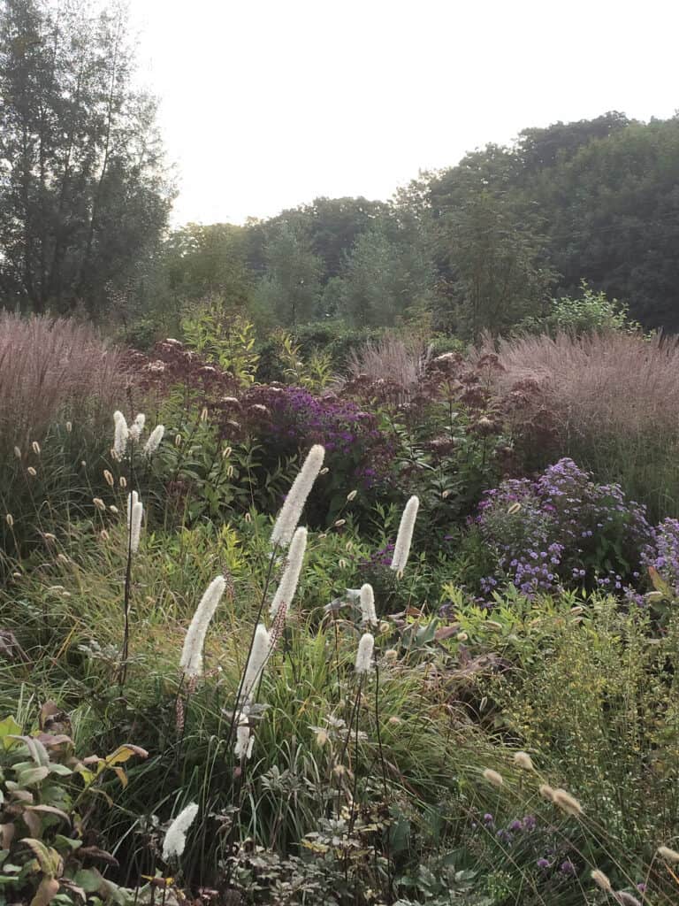Siergrassen als verbindend element in een border