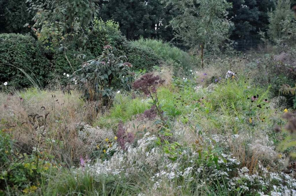 siergrassen versterken herhaling