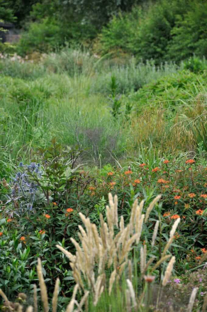 Siergrassen tussen bloeiende planten in juni