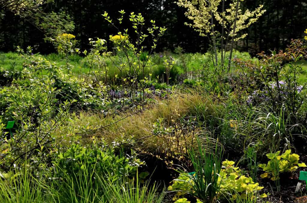 Siergrassen tussen bloeiende vaste planten