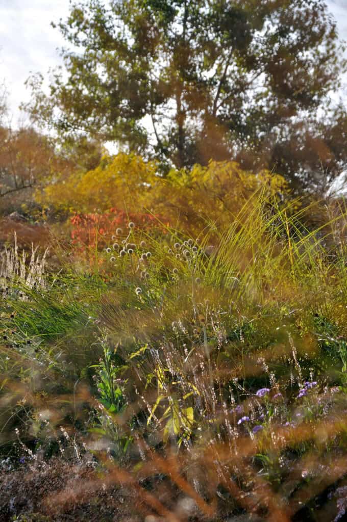 Siergrassen tussen vaste planten in oktober