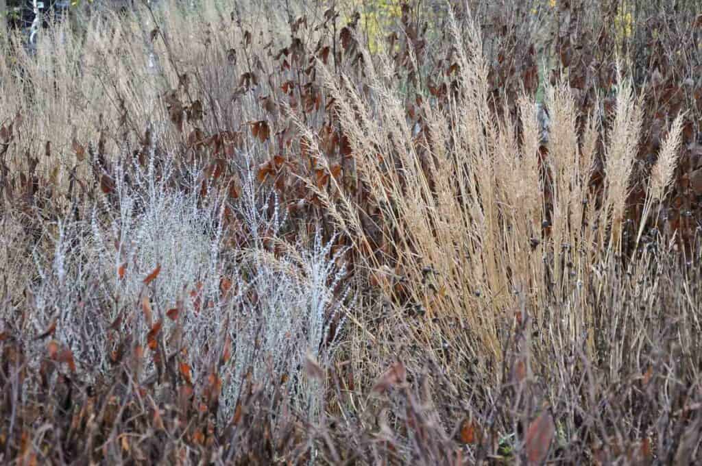 Siergrassen als winteraccent in de tuin