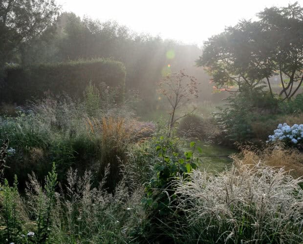 Natuur tuin landschap met bloemen en struiken, ochtendlicht, rustgevende groene omgeving.