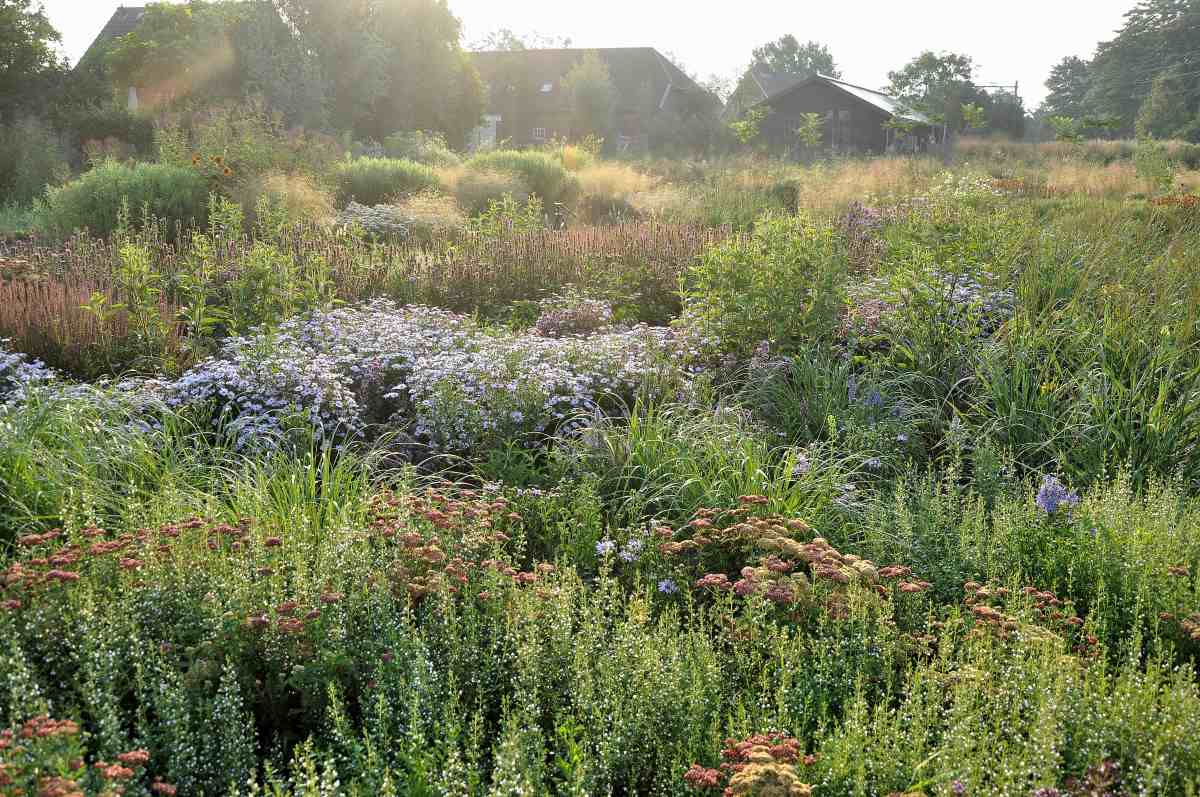 Siergrassen combineren met vaste planten Siergrassen combineren met vaste planten in een natuurlijke zonnige border