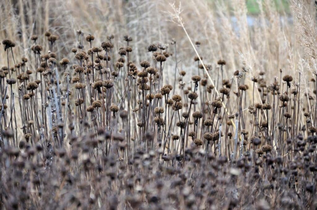 Droogteplanten in natuurgebied.