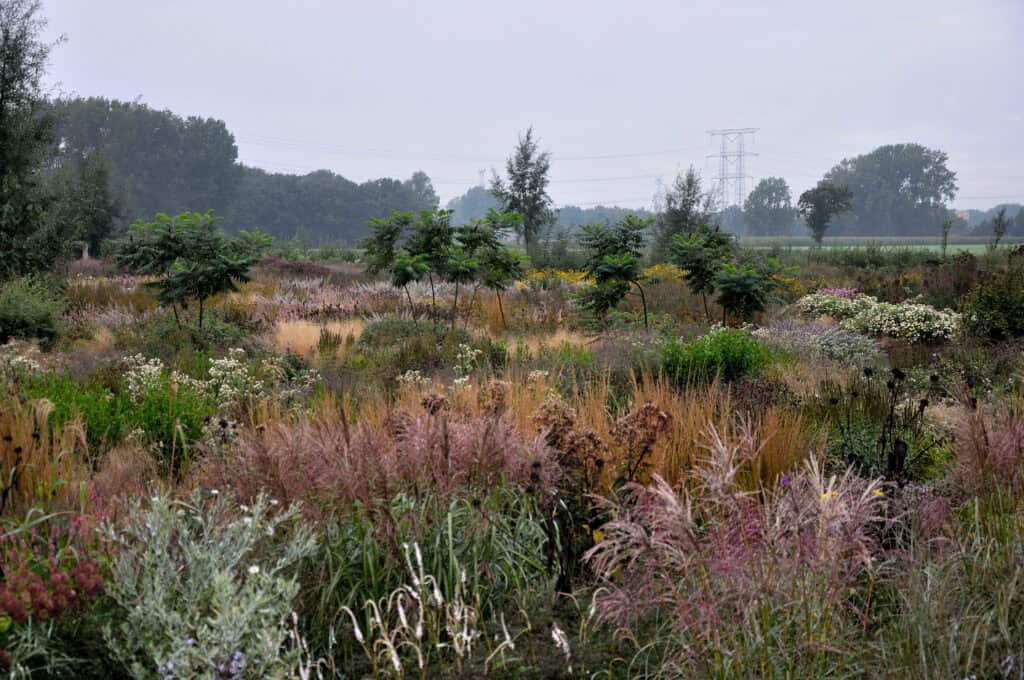 Structuur van vaste planten en siergrassen in herfst
