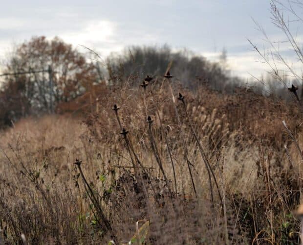 Droog grasveld met herfstbomen op achtergrond, landschap in de natuur, sfeer van herfst.