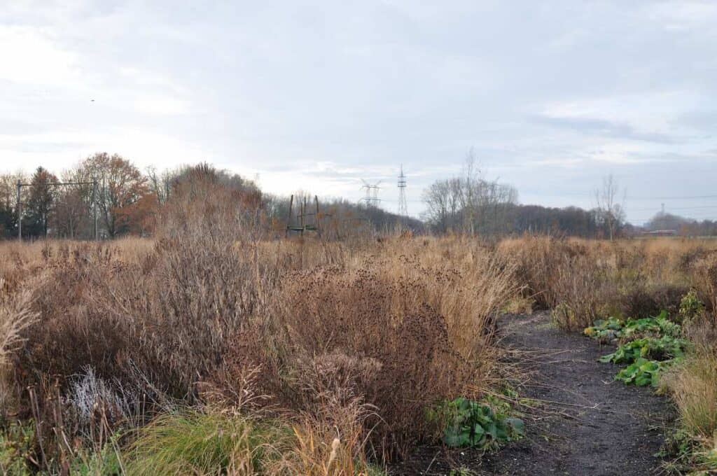 Ruigte met droge planten en een zandpad, landschap in de natuur, herfstmonde natuur, rustig buitengebied.