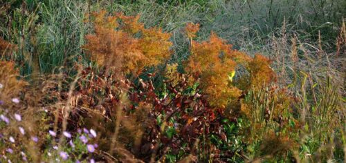 tuin-door-het-jaar vaste planten en siergrassen door het jaar gezien