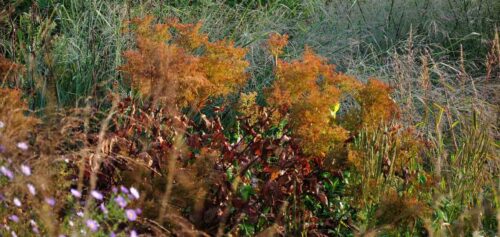vaste planten en siergrassen door het jaar gezien