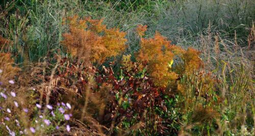 vaste planten en siergrassen door het jaar gezien