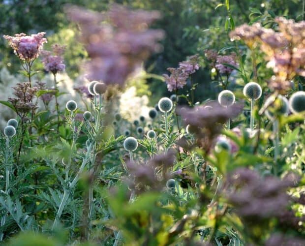 Volwassen plantencombinaties in een natuurlijke tuin in juli