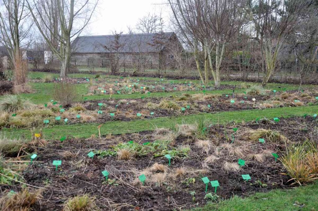 Overzicht van een tuin in januari met zichtbare structuur