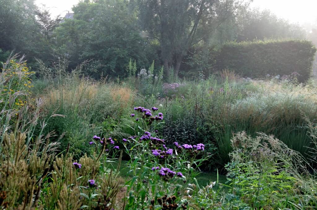 Rijpende vaste planten in augustus