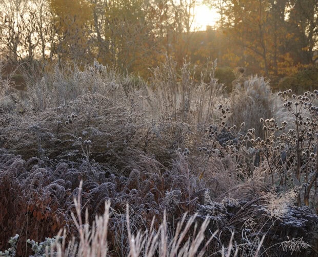 Frostige herfsttuin met bevroren planten en bomen in ochtendlicht.