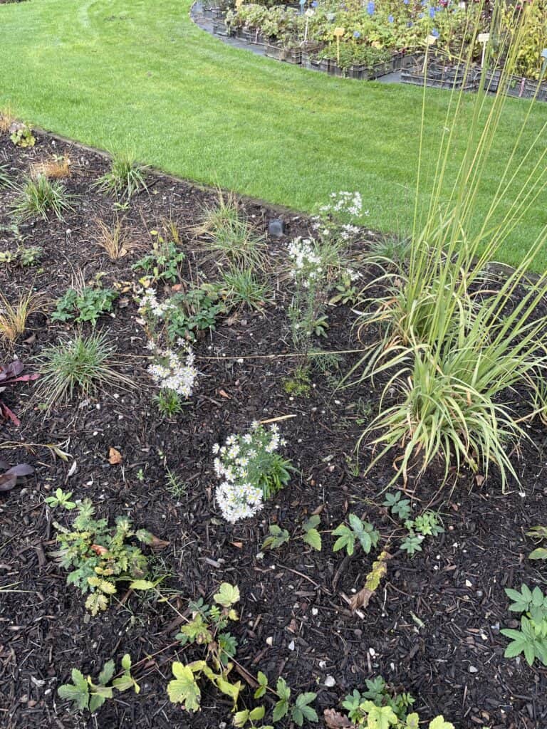 vaste plant in eerste jaar na aanplant in border