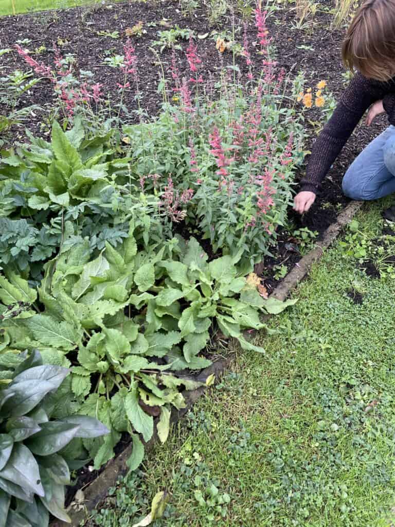 vaste planten in eerste jaar na aanplant in border