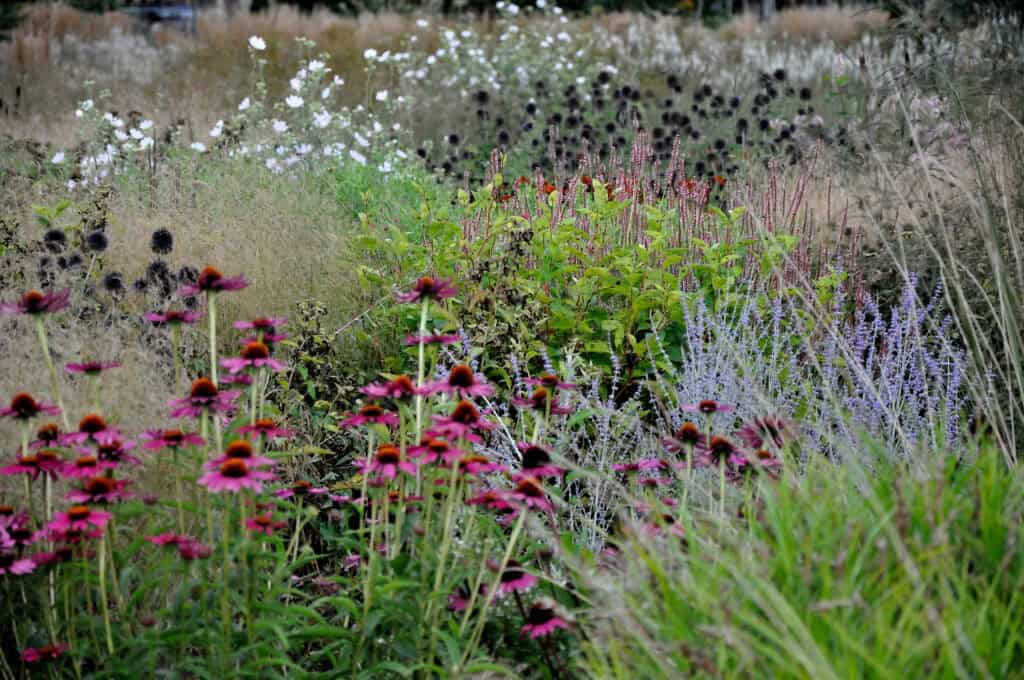 vaste planten die bijen en vlinders aantrekken als duurzaam tuincadeau
