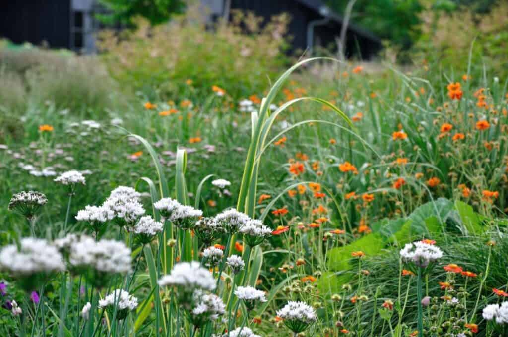 border observeren in juni natuurlijke tuin
