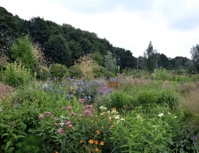 Border waarin vaste planten en siergrassen gecombineerd zijn voor structuur en bloei