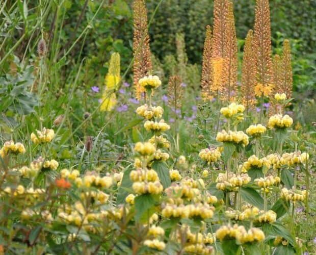 Kruidachtige groenblijvende tuinplanten met gele bloei en hoge, ranke bloemen.