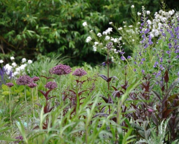 vaste planten die bloeien in mei in natuurlijke tuinborder