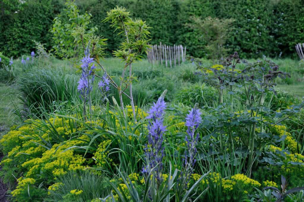 Vaste planten vormen het midden van de border in mei