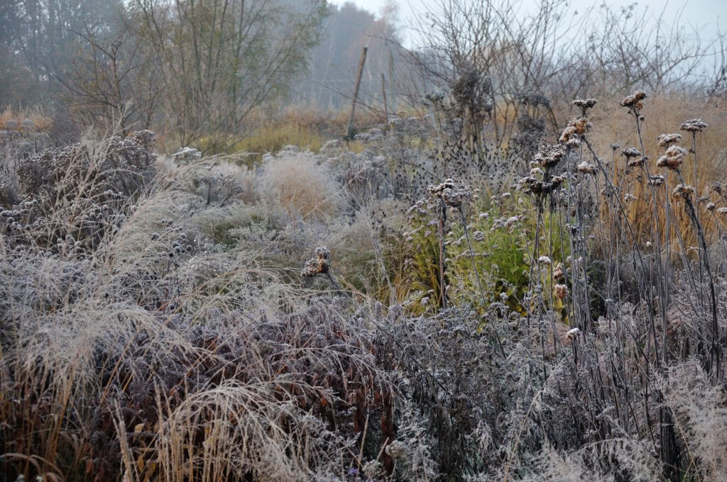 Oude, bevroren planten en bloemen in een winterse tuin of natuurgebied.