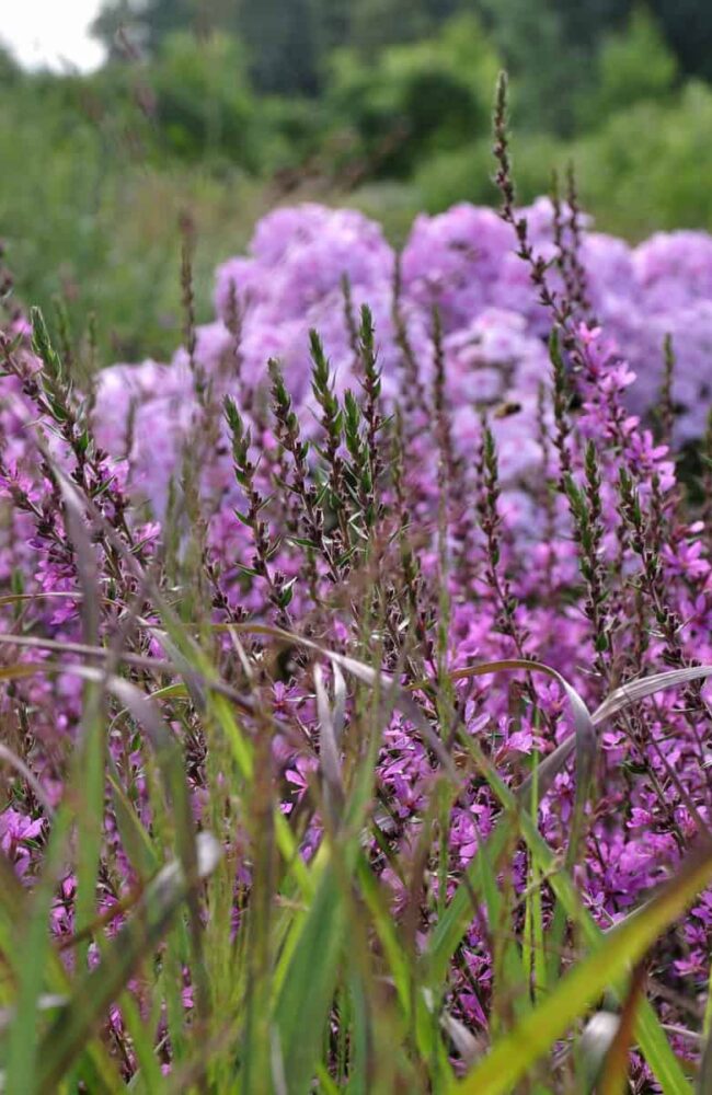 Vaste planten online kopen