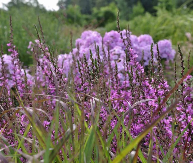 Vaste planten online kopen