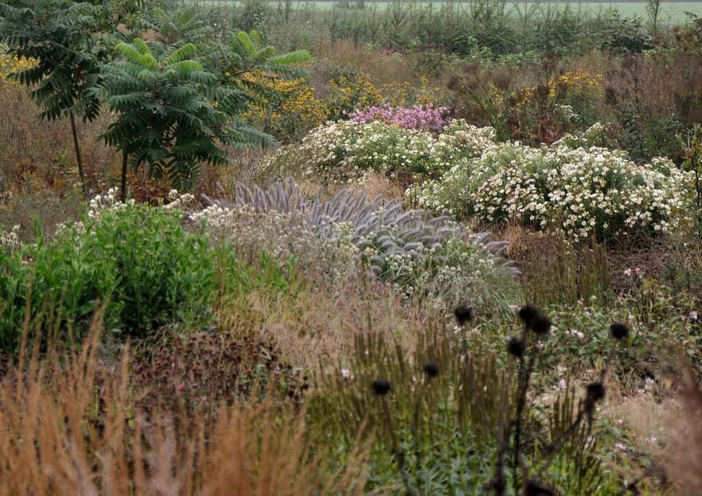 vaste planten en siergrassen in natuurlijke combinatie