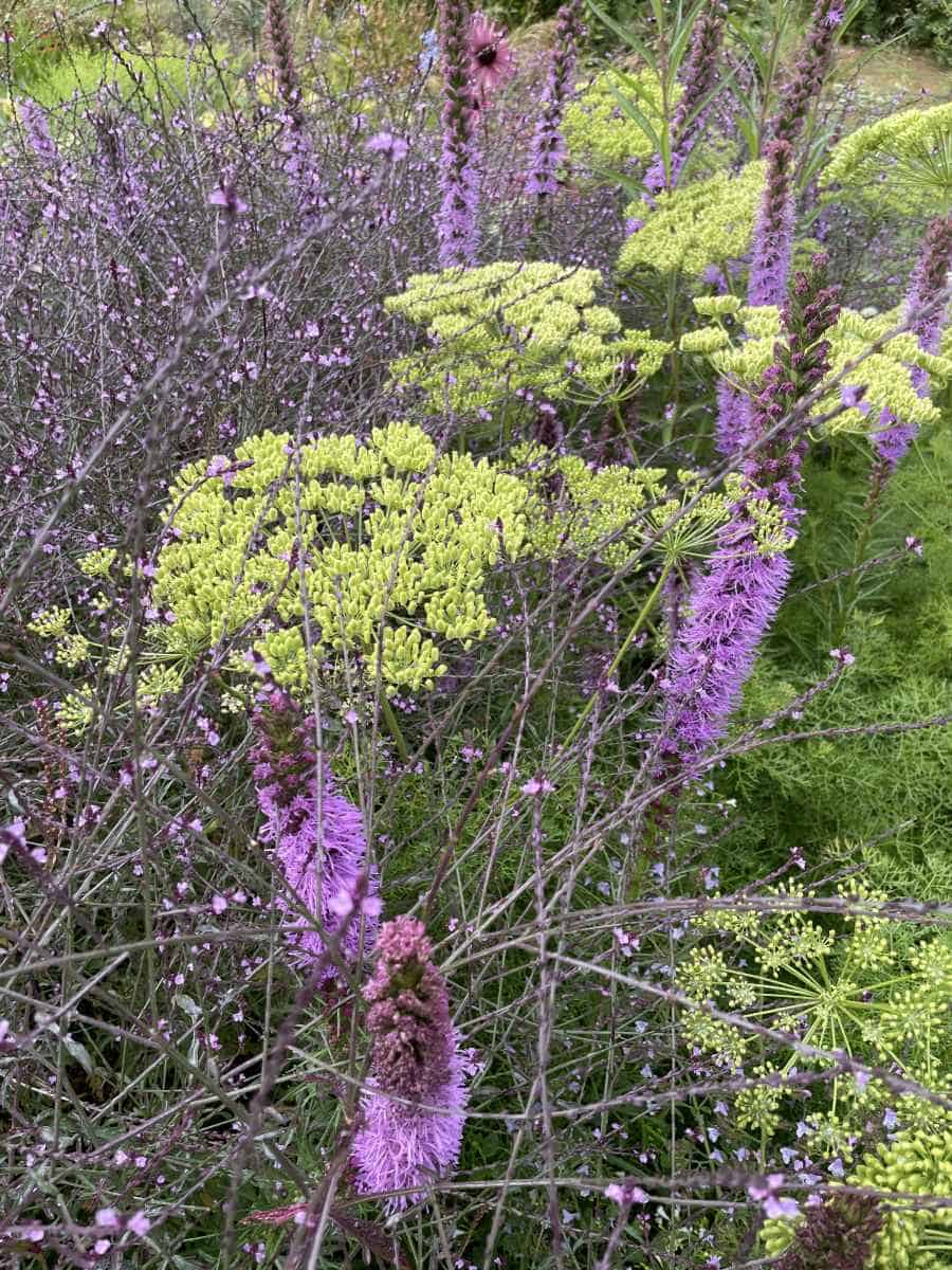 Plantcombinatie van Verbena Bampton, Liatris spicata en Peucedanum rablense in een border