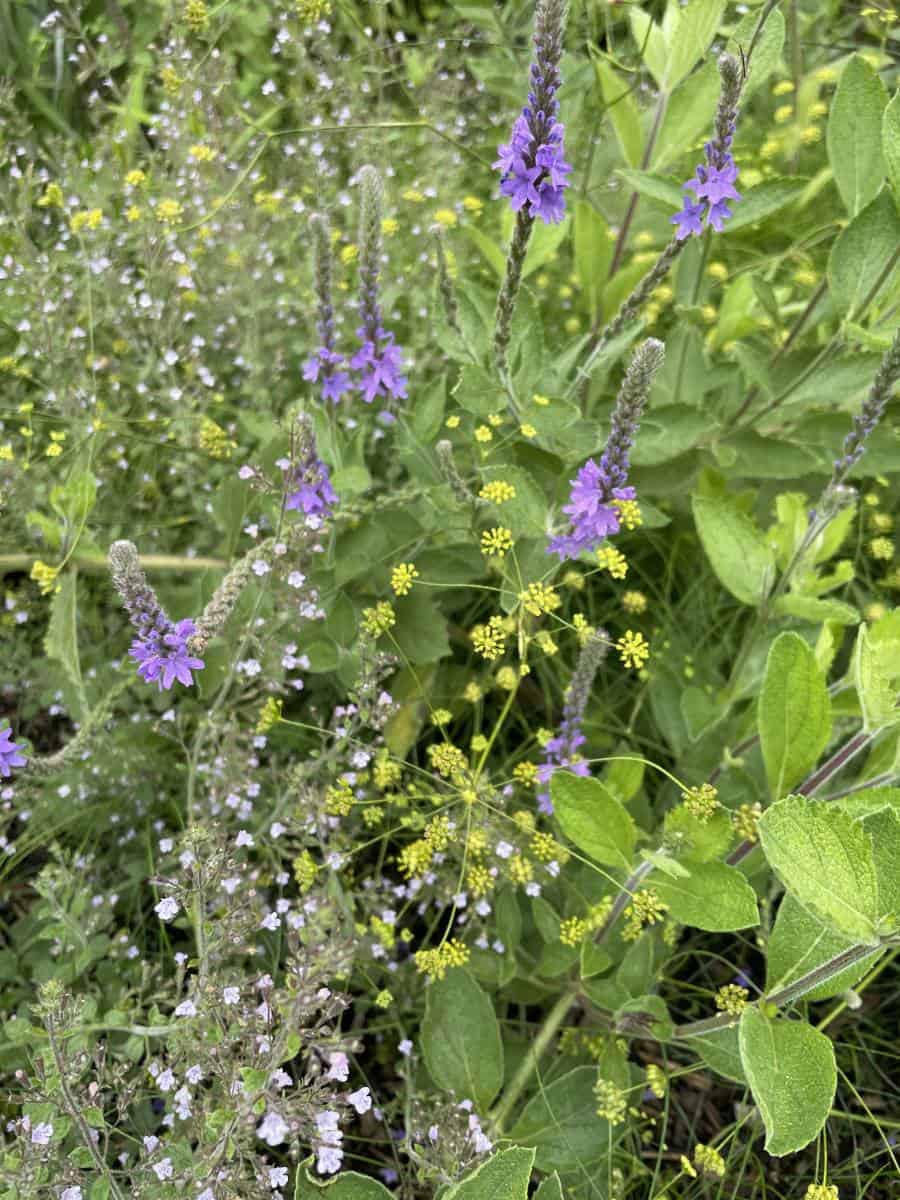 Plantcombinatie van Verbena stricta en Seseli gracile in een border