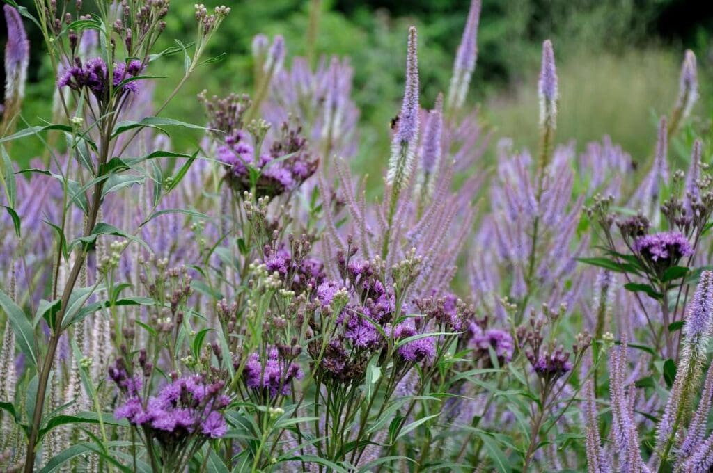 Vernonia en Veronicastrum bloeien in de zomerborder
